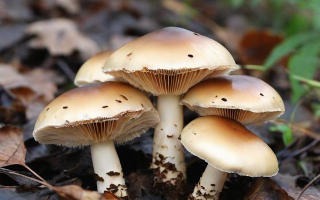 青头菌栖息于何处？
