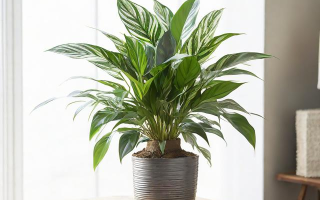 植物装饰怎么兑换？需要什么条件？