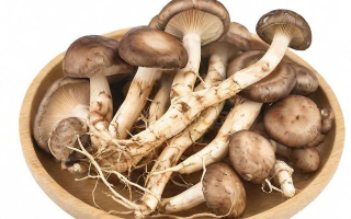 生活圈中，香菇根有哪些独特用法？