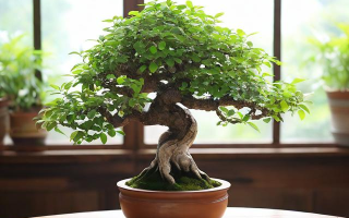财神树怎么养才能更茂盛？需要注意哪些事项？