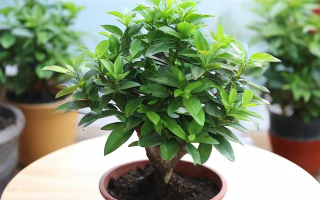 罗汉木怎么种？正确种植方法与步骤详解