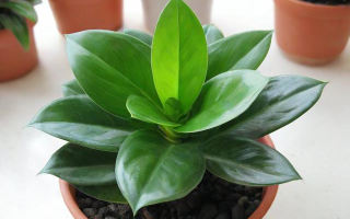 花叶落石总养死？怎么养好才正确？