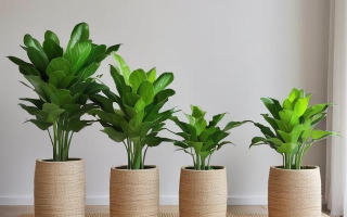 绿植怎么布置？有哪些注意事项？