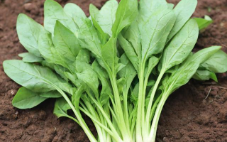哪些野菜可以食用？