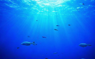 海洋科普篇，海洋有哪些奥秘等待我们探索？