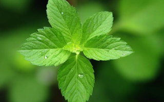 植物科普宣传，你知道哪些常见误区？