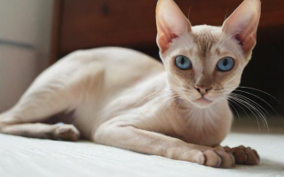 林瘦猫科普，你知道哪些关于森林中的瘦猫的有趣事实？