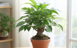 家居盆栽怎么摆？摆放位置如何选？