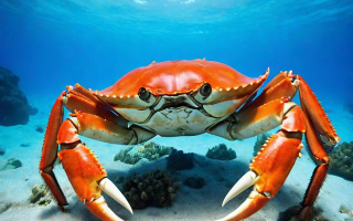 黄油蟹是否生活在海里？