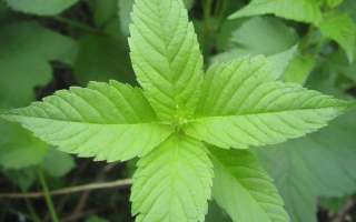 植物科普，你知道哪些关于植物的有趣知识？