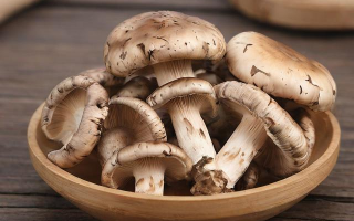你知道哪些是生活中常见的食用菌吗？