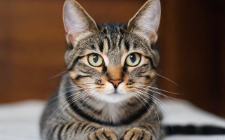 如何辨别虎斑猫？怎样识别其特征？