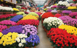 如何正确撰写花卉市场经营范围？SEO友好标题建议