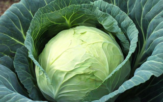 菜菜妈的精彩生活指的是什么？