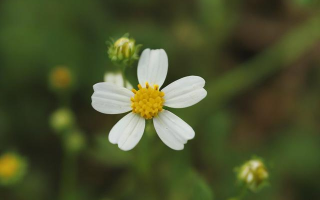 什么是轻轻的小花？怎么写轻轻的小花？