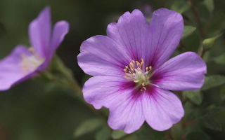 如何弹花？怎样在传奇3中掌握弹花技巧？