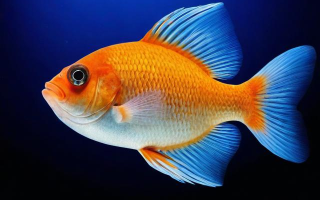 What are the Interesting Facts about Fish in English?