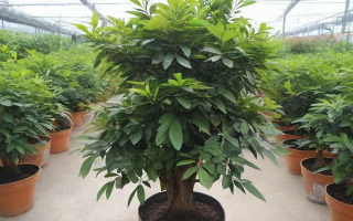 黄花梨木如何正确种植？栽培方法与步骤详解
