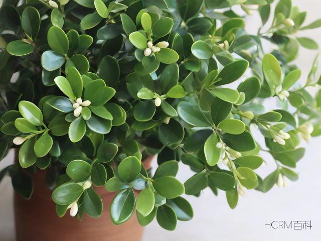 香樟木怎么选？选购要点是什么？-第1张图片-HCRM百科