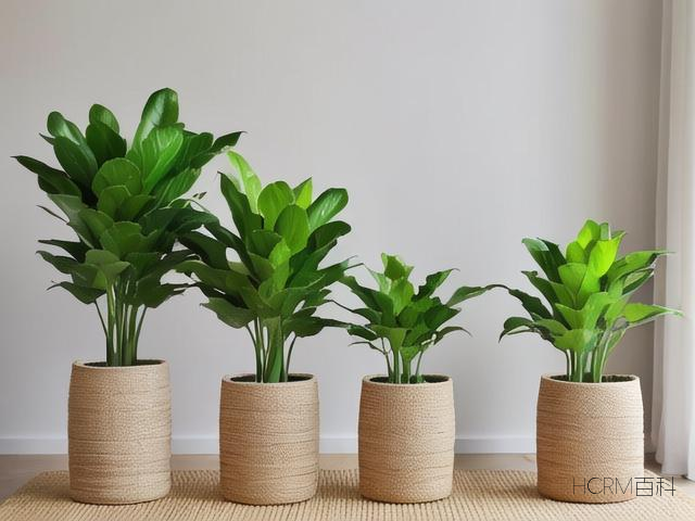绿植怎么布置？有哪些注意事项？-第1张图片-HCRM百科