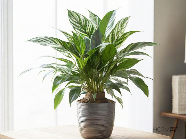 植物装饰怎么兑换?需要什么条件?-第1张图片-HCRM百科 植物装饰怎么兑换?需要什么条件?-第1张图片-HCRM百科