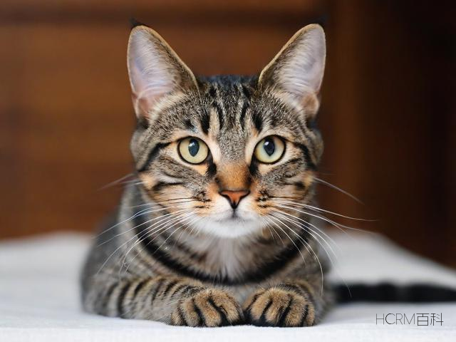 如何辨别虎斑猫?怎样识别其特征?-第1张图片-HCRM百科 如何辨别虎斑猫?怎样识别其特征?-第1张图片-HCRM百科