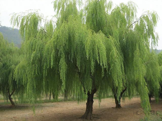 水曲柳木是什么?如何辨别真伪?-第2张图片-HCRM百科 水曲柳木是什么?如何辨别真伪?-第2张图片-HCRM百科