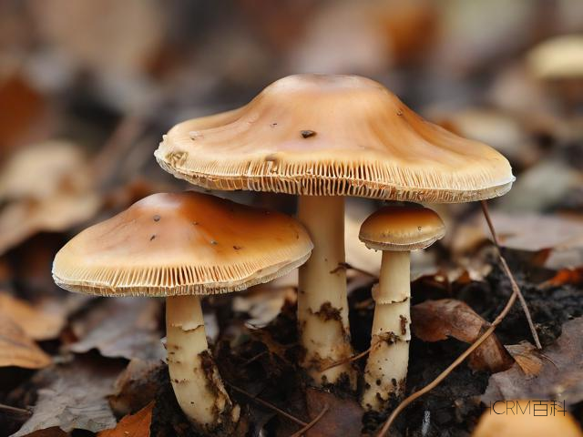 霉菌是什么?-第2张图片-HCRM百科 霉菌是什么?-第2张图片-HCRM百科