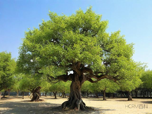 如何辨别水曲柳?家具选购有何技巧?-第1张图片-HCRM百科 如何辨别水曲柳?家具选购有何技巧?-第1张图片-HCRM百科