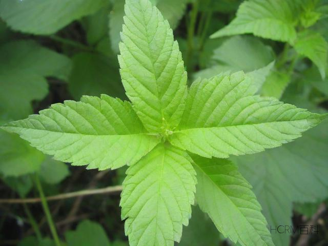 植物科普,你知道哪些关于植物的有趣知识?-第1张图片-HCRM百科 植物科普,你知道哪些关于植物的有趣知识?-第1张图片-HCRM百科