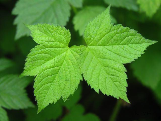 植物科普,你知道哪些关于植物的有趣知识?-第2张图片-HCRM百科 植物科普,你知道哪些关于植物的有趣知识?-第2张图片-HCRM百科