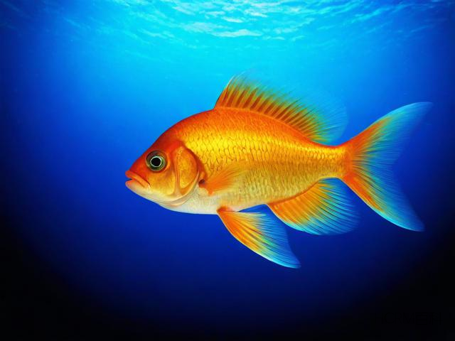 What are the Interesting Facts about Fish in English?-第2张图片-HCRM百科 What are the Interesting Facts about Fish in English?-第2张图片-HCRM百科
