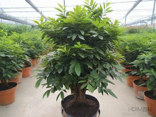 黄花梨木如何正确种植?栽培方法与步骤详解-第1张图片-HCRM百科 黄花梨木如何正确种植?栽培方法与步骤详解-第1张图片-HCRM百科
