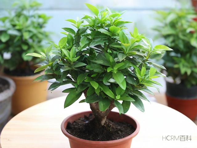 罗汉木怎么种?正确种植方法与步骤详解-第1张图片-HCRM百科 罗汉木怎么种?正确种植方法与步骤详解-第1张图片-HCRM百科