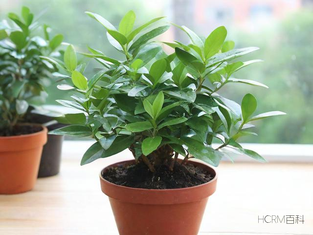 罗汉木怎么种?正确种植方法与步骤详解-第2张图片-HCRM百科 罗汉木怎么种?正确种植方法与步骤详解-第2张图片-HCRM百科