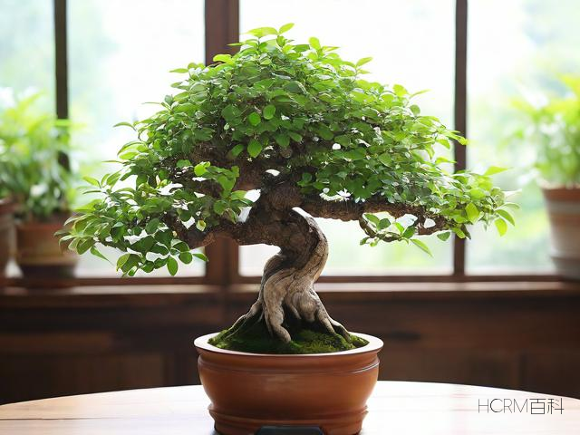 财神树怎么养才能更茂盛?需要注意哪些事项?-第1张图片-HCRM百科 财神树怎么养才能更茂盛?需要注意哪些事项?-第1张图片-HCRM百科