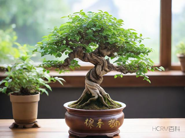 财神树怎么养才能更茂盛?需要注意哪些事项?-第2张图片-HCRM百科 财神树怎么养才能更茂盛?需要注意哪些事项?-第2张图片-HCRM百科