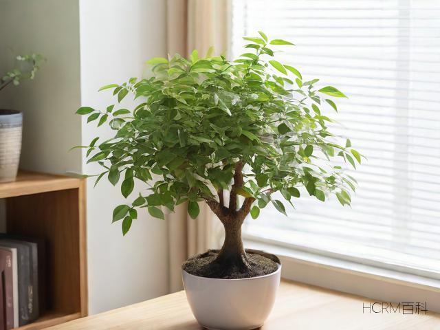 线树怎么保养?保养方法有哪些?-第1张图片-HCRM百科 线树怎么保养?保养方法有哪些?-第1张图片-HCRM百科