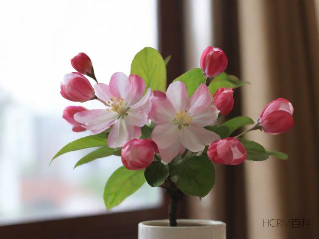 室内如何养好海棠？哪些关键点需注意？-第1张图片-HCRM百科