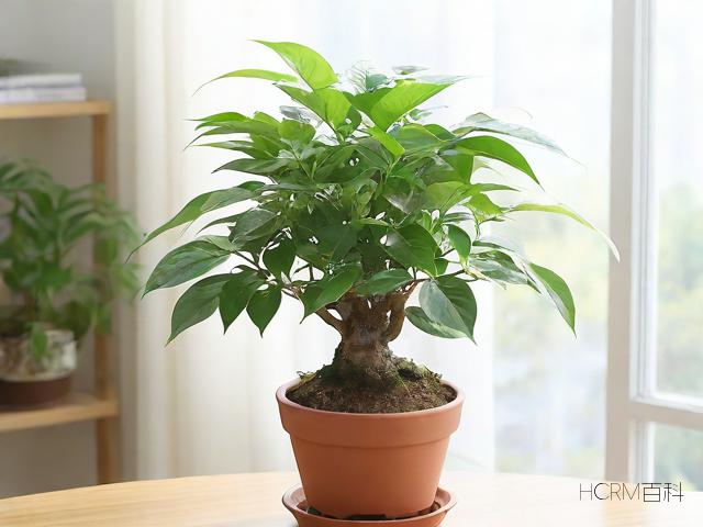 家居盆栽怎么摆？摆放位置如何选？-第1张图片-HCRM百科