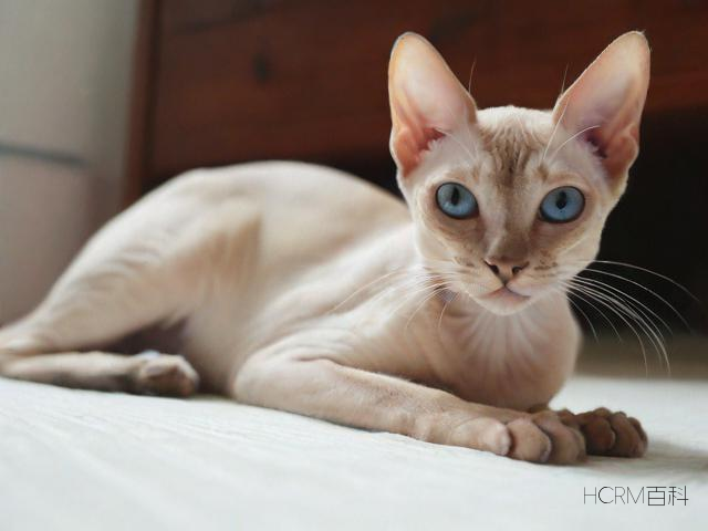 林瘦猫科普,你知道哪些关于森林中的瘦猫的有趣事实?-第1张图片-HCRM百科 林瘦猫科普,你知道哪些关于森林中的瘦猫的有趣事实?-第1张图片-HCRM百科