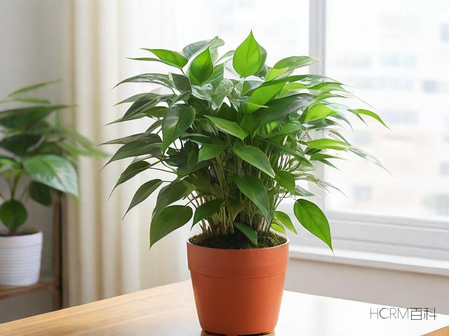 盆栽富贵竹的正确养殖方法与步骤有哪些?-第2张图片-HCRM百科 盆栽富贵竹的正确养殖方法与步骤有哪些?-第2张图片-HCRM百科
