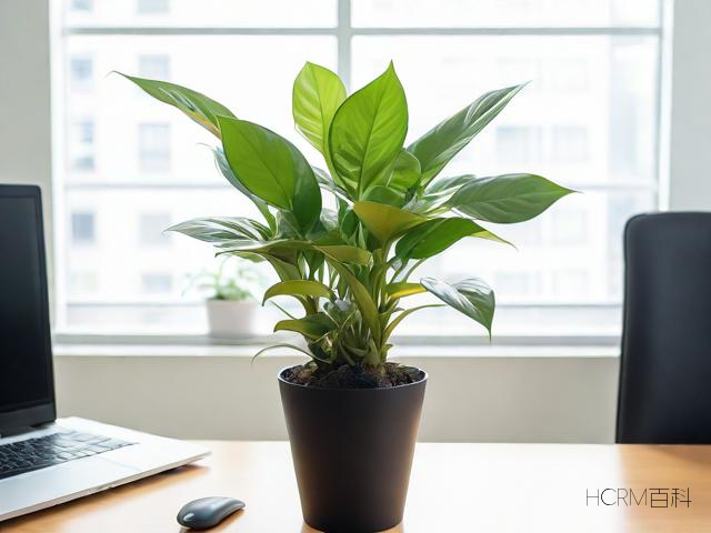 办公室植物养护有哪些注意事项与技巧?-第1张图片-HCRM百科 办公室植物养护有哪些注意事项与技巧?-第1张图片-HCRM百科