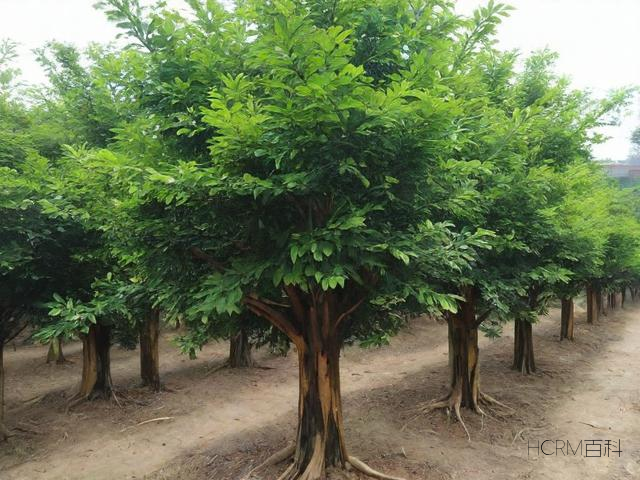 怎么识别柏木好坏？如何判断品质优劣？-第2张图片-HCRM百科