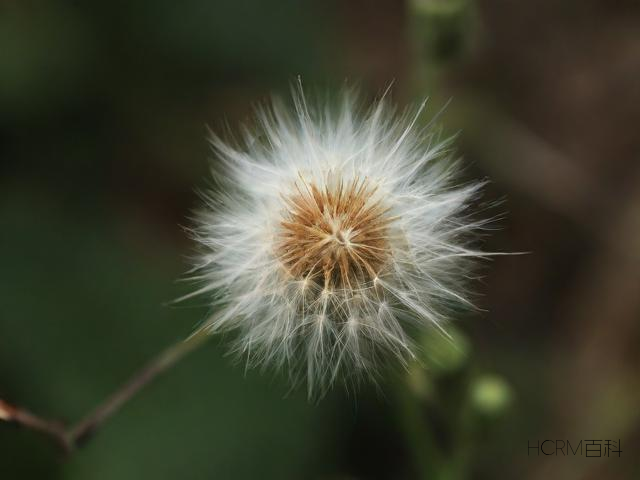 开花怎么去毛?操作步骤是什么?-第2张图片-HCRM百科 开花怎么去毛?操作步骤是什么?-第2张图片-HCRM百科