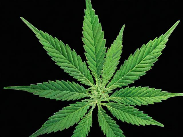 CBD品牌质量如何?用户真实体验与推荐-第2张图片-HCRM百科 CBD品牌质量如何?用户真实体验与推荐-第2张图片-HCRM百科