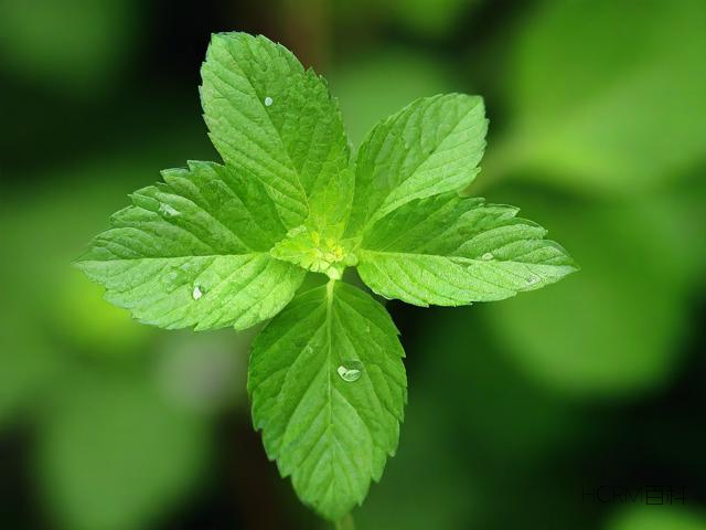 植物科普宣传,你知道哪些常见误区?-第1张图片-HCRM百科 植物科普宣传,你知道哪些常见误区?-第1张图片-HCRM百科