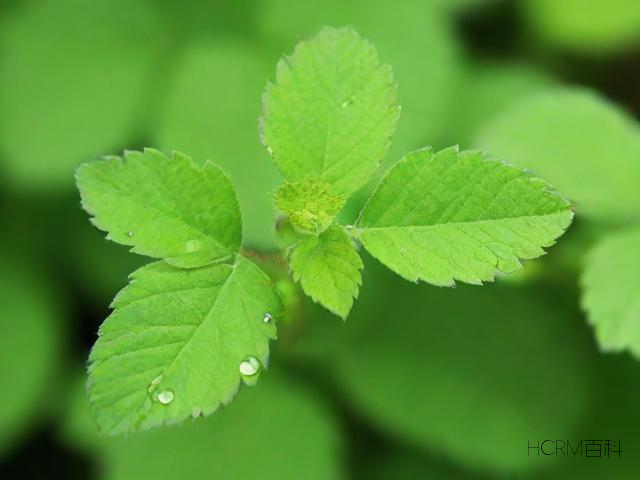 植物科普宣传,你知道哪些常见误区?-第2张图片-HCRM百科 植物科普宣传,你知道哪些常见误区?-第2张图片-HCRM百科