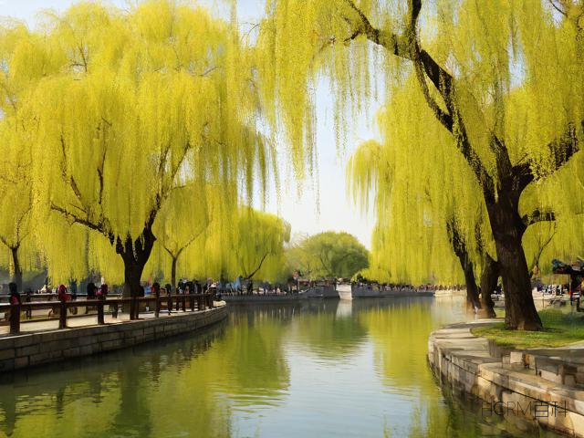 水曲柳怎么看?怎么养护?-第1张图片-HCRM百科 水曲柳怎么看?怎么养护?-第1张图片-HCRM百科