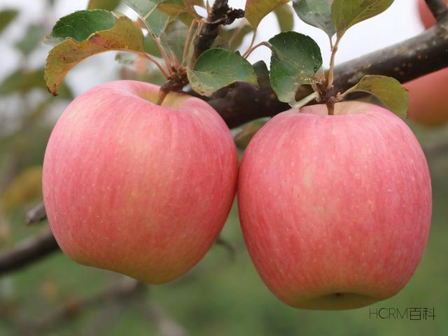 八桂行APP怎么下载?苹果设备上如何操作?-第1张图片-HCRM百科 八桂行APP怎么下载?苹果设备上如何操作?-第1张图片-HCRM百科